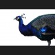 Pavo real