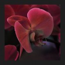 Orchidee