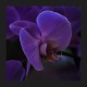 Orchid