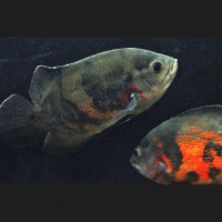 http://www.photos-toile.fr/photo-animaux/100-photo-poissons.html