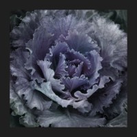 http://www.photos-toile.fr/photo-nature/124-photo-choux.html